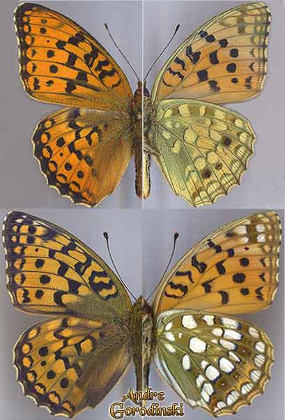 http://www.gorodinski.ru/nymphalidae/Argynnis nerippe coreana.jpg